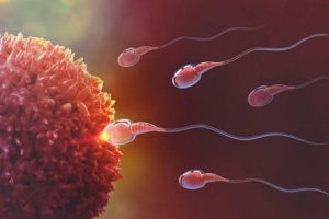 5 espermatozoides rojos intentando ingresar y fecundar un óvulo ilustración